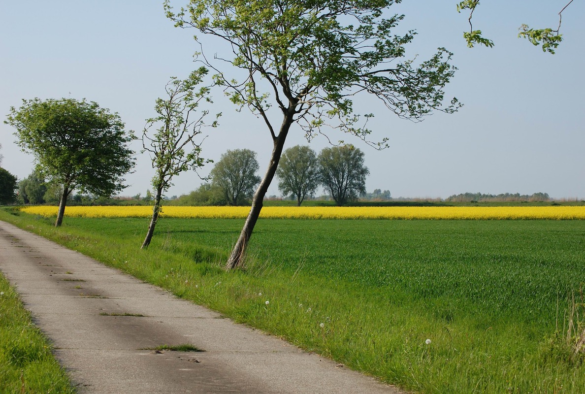Der Raps