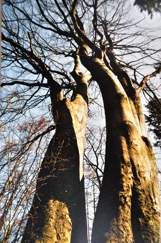 mein Freund der Baum
