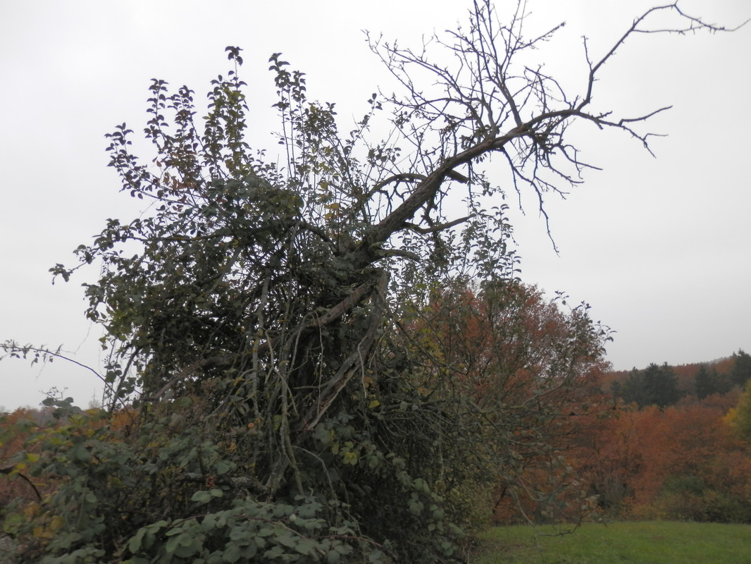 Krähenbaum