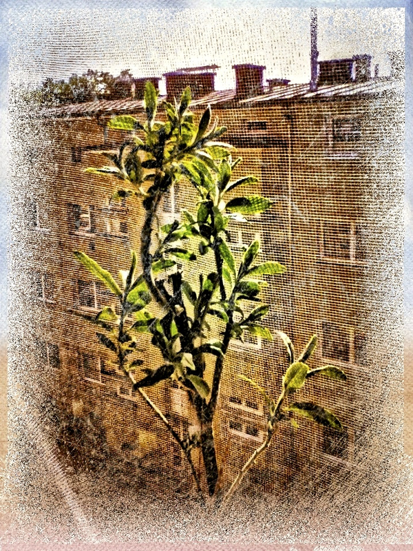 Elaeagnus Angustifolia