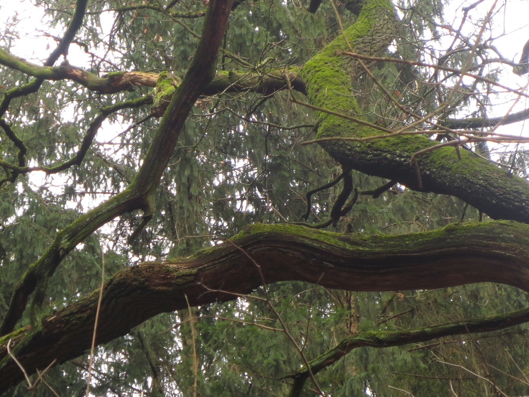 Baum