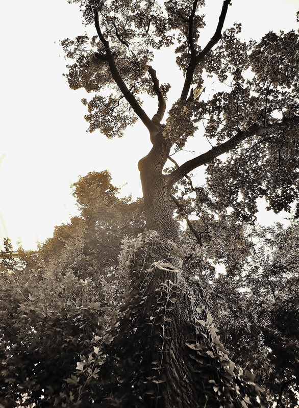 Baum