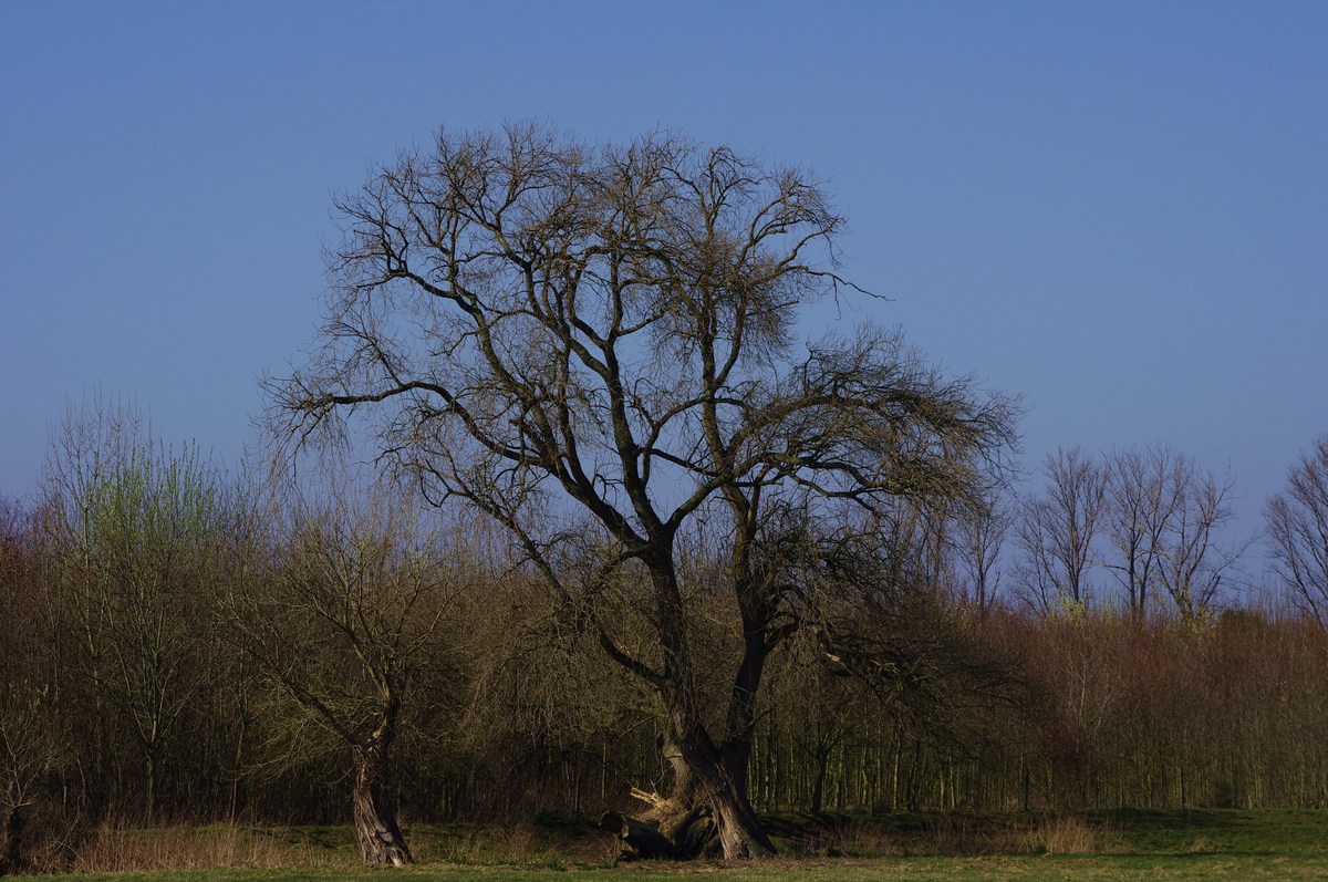 Baum