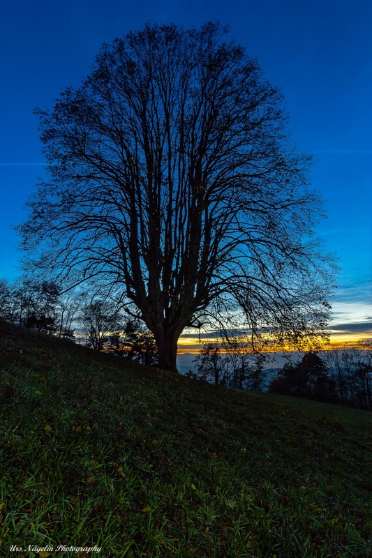 Der schöne Baum / The beautiful tree