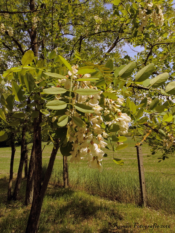 eine Akazienblüte