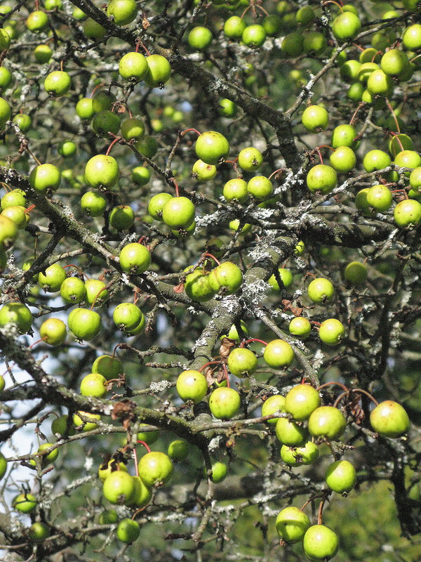 Holzapfel, Europäischer Wildapfel (2)