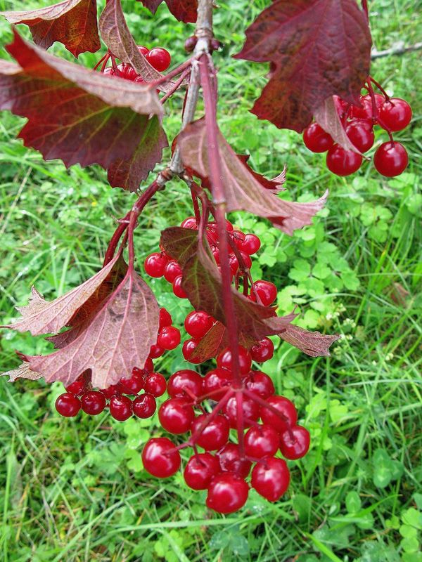 Früchte des Schneeball
