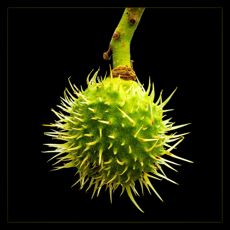 Kleiner Kastanienigel