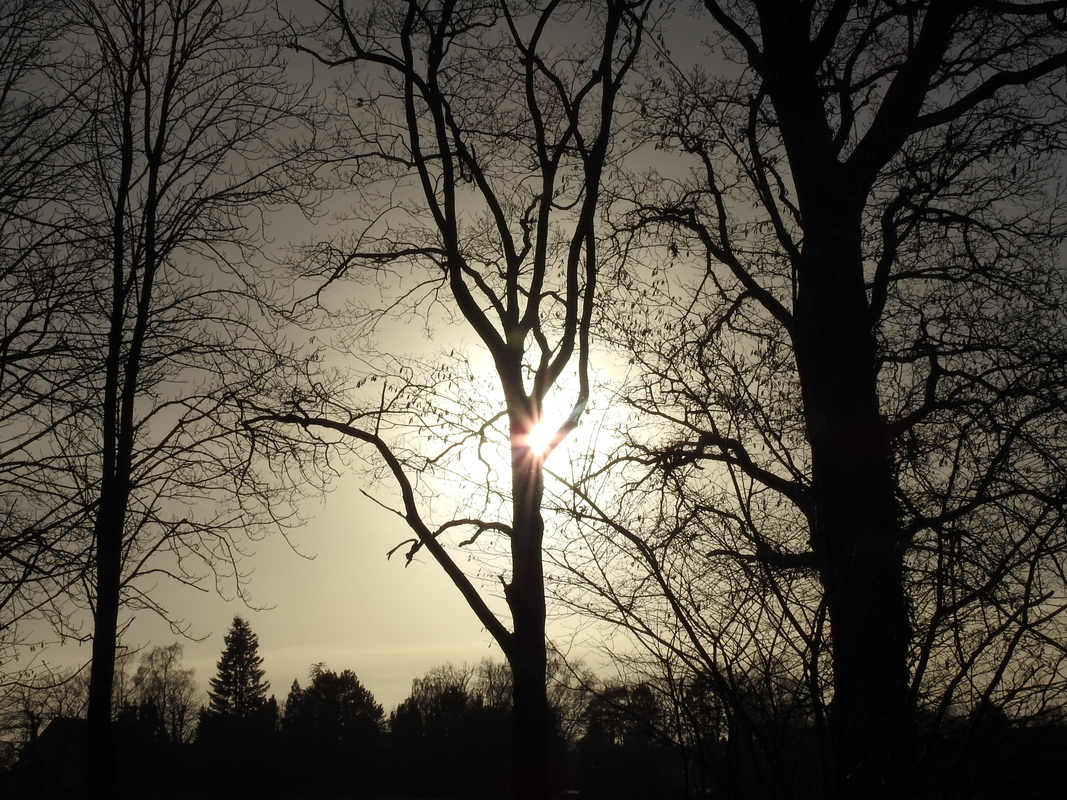 Im Winterlicht
