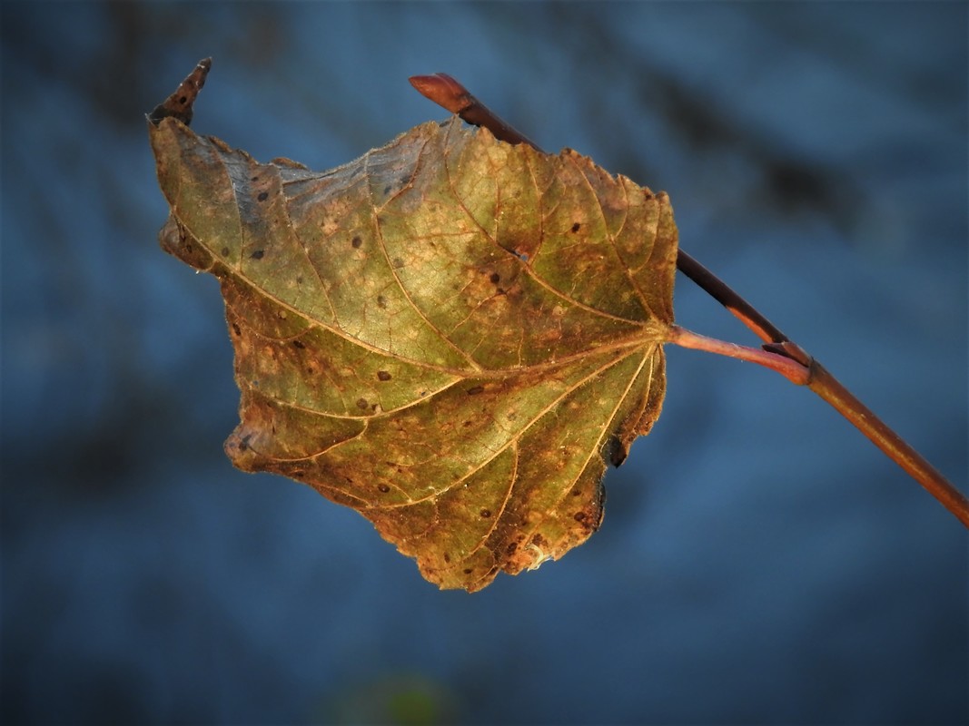 Einsames Blatt