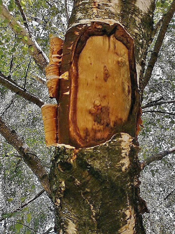Laubbaum