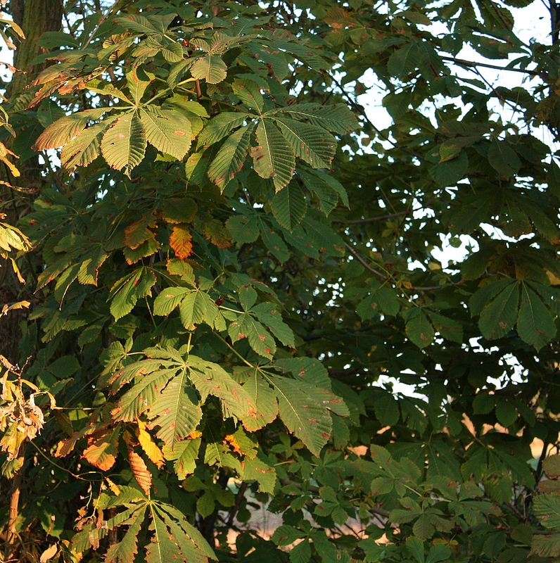 Kastanie im Herbst ...
