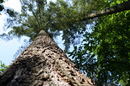 Fotos_Nadelbäume