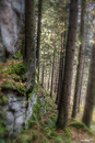 Fotos_Nadelbäume