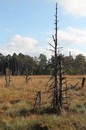 Toter Baum im Moor 
