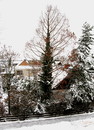 Urweltmammutbaum in Vechelde im Winter (04. Januar 2010/10:48 Uhr))