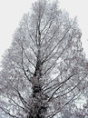 Urweltmammutbaum in Vechelde im Winter (08. Januar 2010/10:32 Uhr))