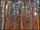 Wald...