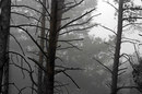 Fotos_Nadelbäume