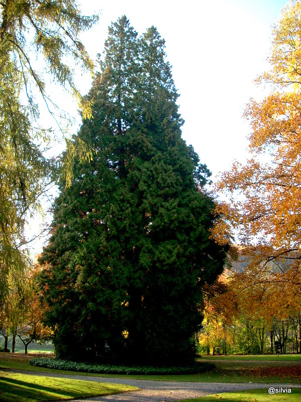 alte thuja auf insel nonnenwerth