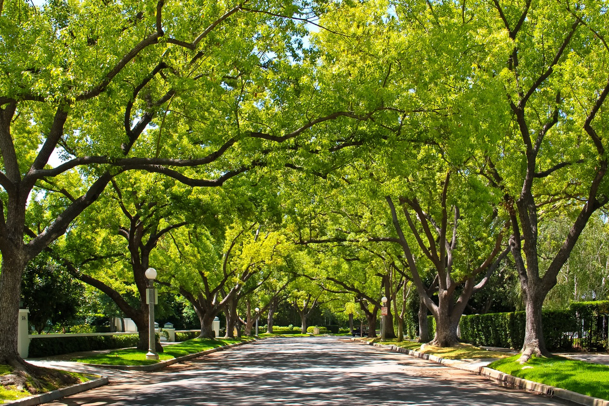 Eichenallee in Pasadena / Kalifornien