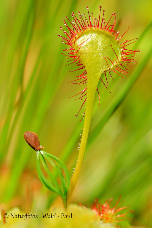 Kiefernsämling.....