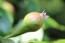Fotos_Obstbäume