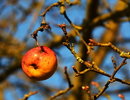 Hängt immer noch, der Apfel.