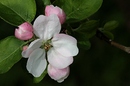 Fotos_Obstbäume