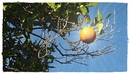 Fotos_Obstbäume