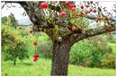 Fotos_Obstbäume