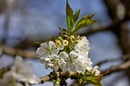 Natur pur