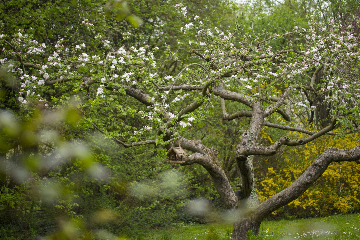 Apfelbaum