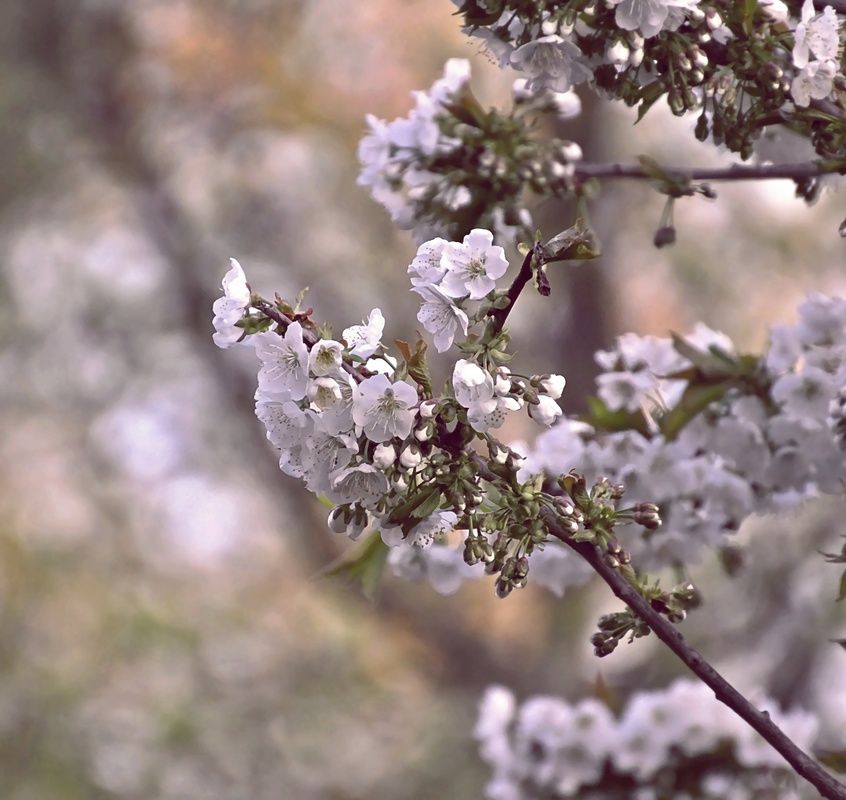 Kirschblüten