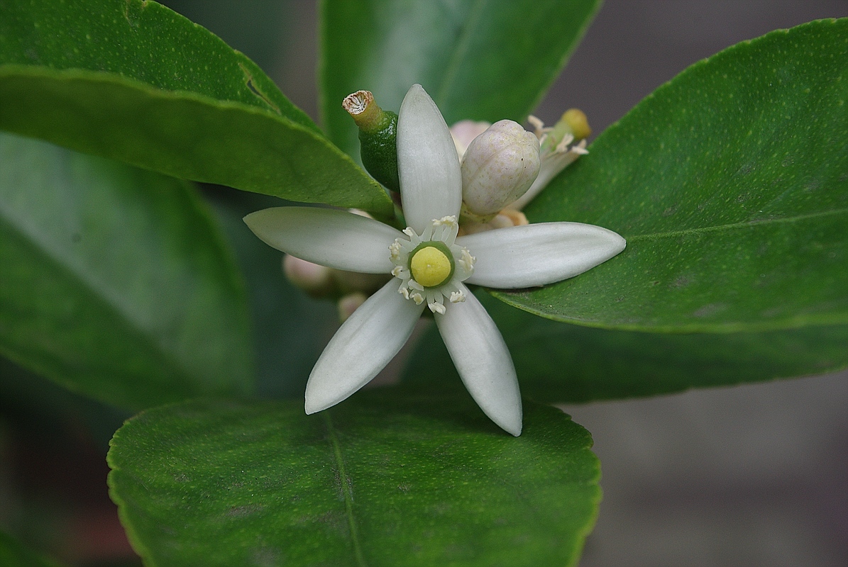 Limettenblüte und Beginnende Frucht