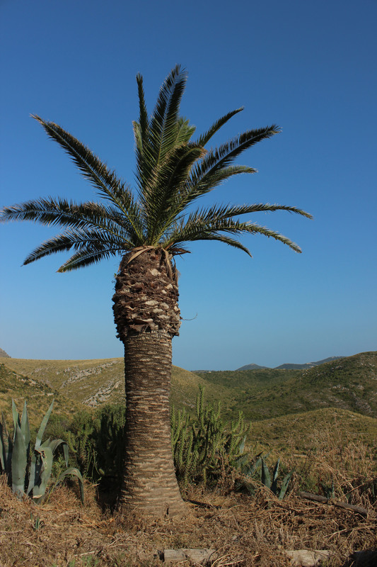 einsame Palme