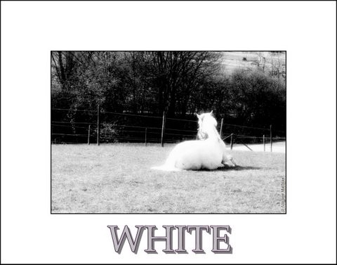 White
