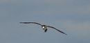 Fotos_Greifvögel