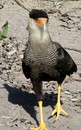* Fischbussard 1 *