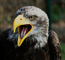 Adler