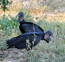 wildlife: gaviões - geier 
