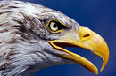 Im Auge des Adlers