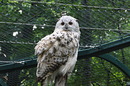 Sibirischer Uhu