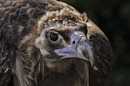 Fotos_Greifvögel