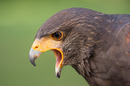 Harris Hawk
