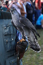 Fotos_Greifvögel