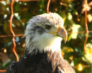 Fotos_Greifvögel