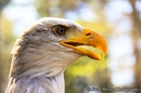 Fotos_Greifvögel