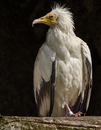 Fotos_Greifvögel