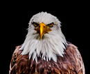Weißkopfseeadler